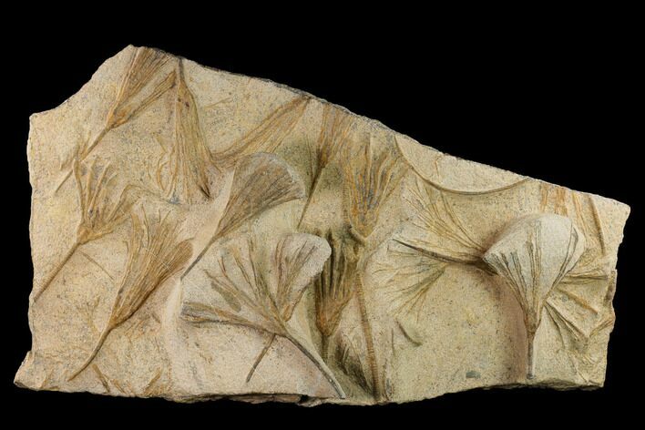 Plate Of Ordovician Crinoid Fossils - Marzane, Morocco #171273